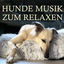 Cover Hunde Musik zum Relaxen