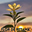 Cover Flor de Retama