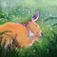 Cover Sleeping Roo