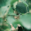Cover Hiraeth