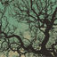 Cover Föllakzoid