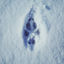 Cover Footprints