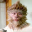 Cover monkey massage A good friend They work well. red message Red massage foam They are good at what they do tell me
