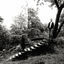 Cover Timber Timbre
