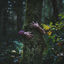 Cover roots