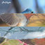 Cover Last Frontier