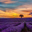 Cover Provence