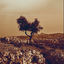 Cover Cadejos + Those Who Pass Between Fleeting Words (Remastered 2025)