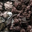 Cover Plague