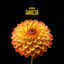 Cover Dahlia