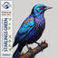 Cover Starlings Green