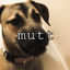 Cover mutt