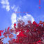 Cover Happy Blue