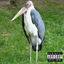 Cover Marabu