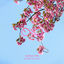 Cover Elixir Of Love