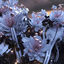 Cover FLORAL