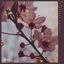 Cover forgotten woods