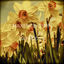 Cover Daffodils