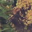 Cover Natural Pleasure
