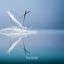 Cover Here