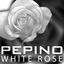 Cover White Rose