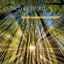 Cover words spoken by sunlight