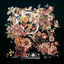 Cover R