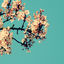 Cover magnolia