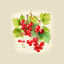 Cover Red Currants