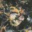Cover Endless