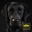 Cover Schwarzes Schaf