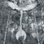 Cover Angel's Egg