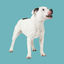 Cover El Perro