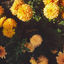 Cover Dear Marie