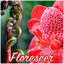 Cover Florescer