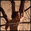 Cover Eastward of Eden (Acoustic)