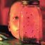 Cover Jar Of Flies