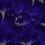 Cover Iris EP