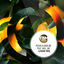 Cover Lemon Tree