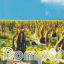Cover POMPEI (LJETNA PLOČA KATASTROFE)