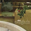 Cover Everglade