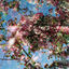 Cover Flowers of the Revolution