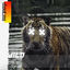 Cover Wild