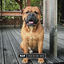 Cover Der Hunde Song