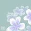Cover plum blossom (the edits)