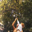 Cover Lemon Tree