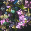 Cover Blush - EP