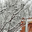 Cover Snow Angels