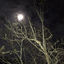 Cover Moonlight