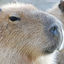 Cover Capybara